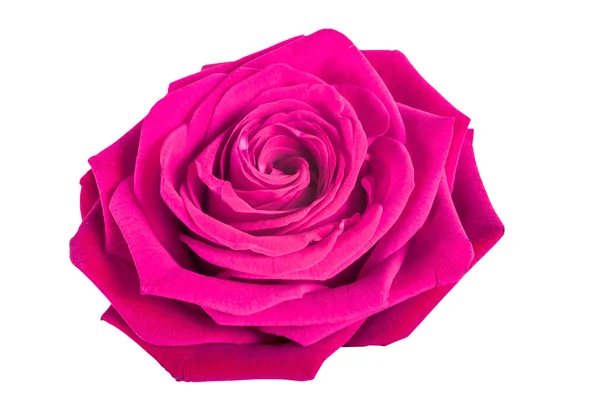 Розовая роза изолированы на белом фоне — стоковое фото