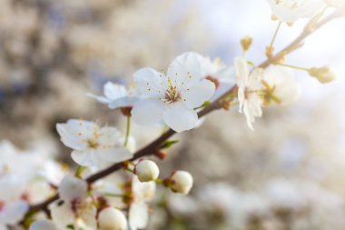 ağaç bahar çiçekleri 