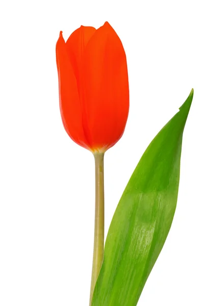 Tulipano rosso isolato su sfondo bianco — Foto Stock