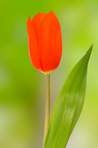 Červený Tulipán izolované na přírodní pozadí — Stock fotografie