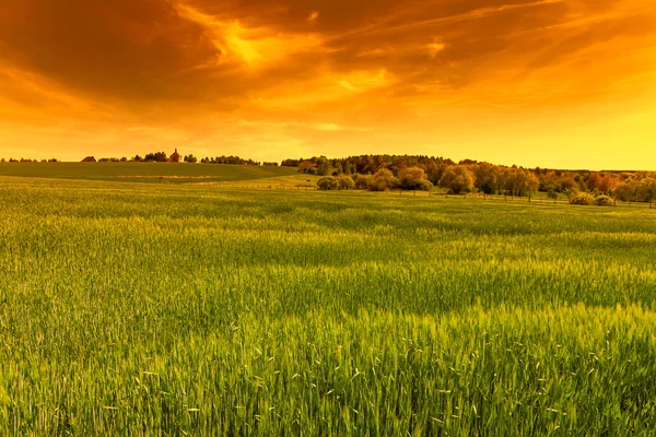 Green field at sunset sky — Stock Photo, Image