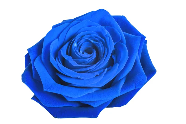 Blue rose isolated on white background — Stock Photo, Image