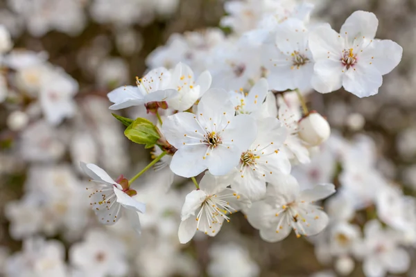 Frühling blüht Baum — Stockfoto