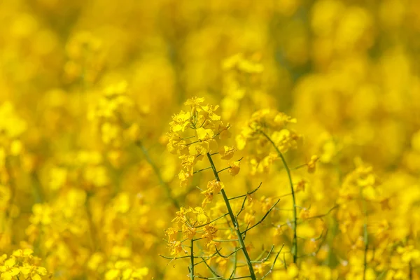 Çiçekli yağlı tohum kolza tohumu — Stok fotoğraf