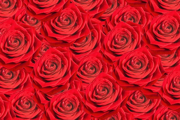 Red roses as natural background — Stock Photo, Image