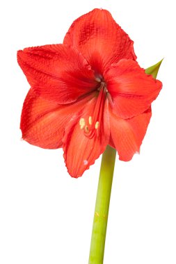  Beyaz arka plan üzerinde izole kırmızı Amaryllis çiçek