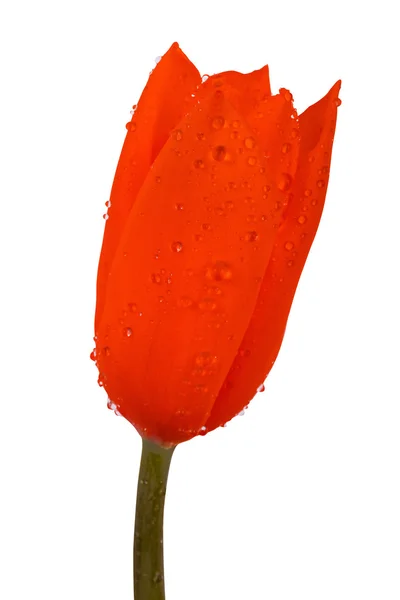 Tulipano rosso con gocce d'acqua — Foto Stock