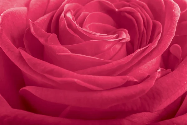 Pink rose petals as background — Stock Photo, Image