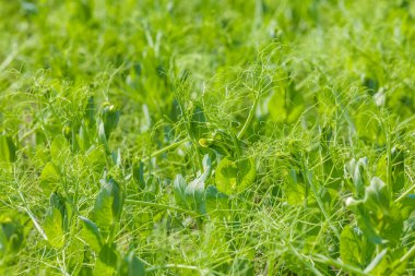Yeşil bezelye alanında