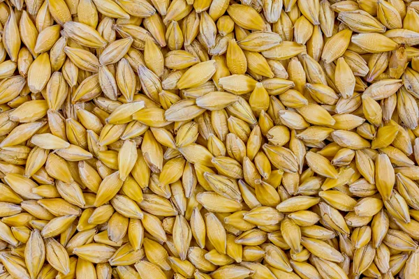 Wheat background view from the top close up — Stock Photo, Image