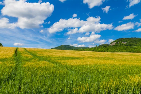 Campo verde com céu nublado — Fotografia de Stock