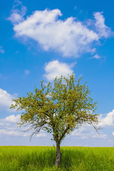 Campo, árvore e céu azul — Fotografia de Stock
