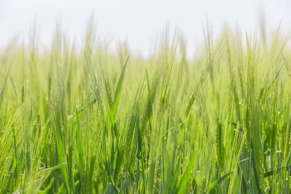 Grönt vetefält och solig dag — Stockfoto