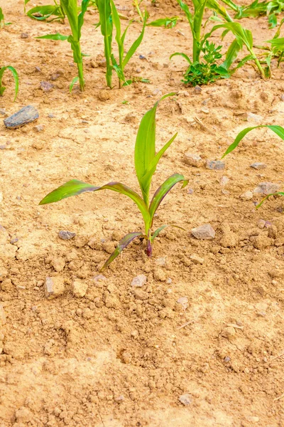 Campo de milho verde — Fotografia de Stock