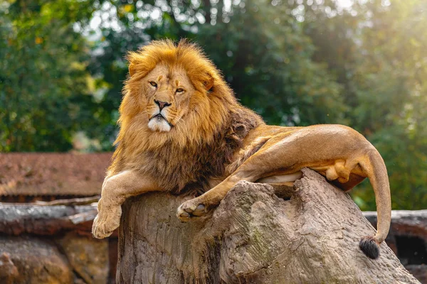 Portrét Jihoafrického Lva Panthera Leo Krugeri Relaxující Kameni Zoo — Stock fotografie