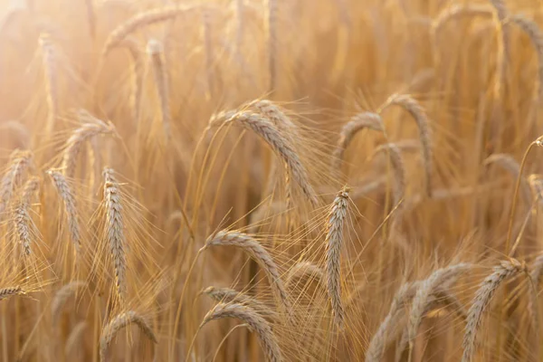 熟大麦和金色大麦的大麦田 — 图库照片