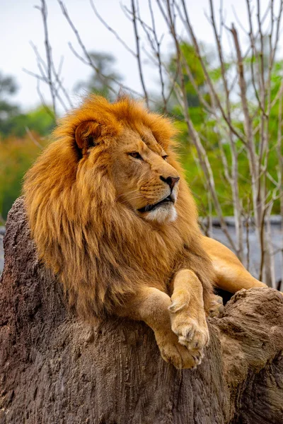 Lion Sud Africain Panthera Leo Krugeri Détendre Sur Pierre Zoo — Photo