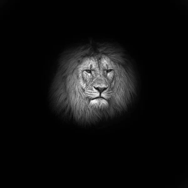 Προσωπογραφία Κεφαλής Λιονταριού Μαύρο Φόντο — Φωτογραφία Αρχείου