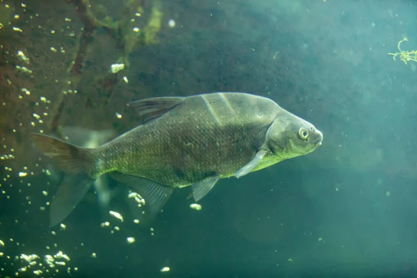 Carpa Peixe Água Doce Cyprinus Carpio Nadando Bela Lagoa Limpa — Fotografia de Stock