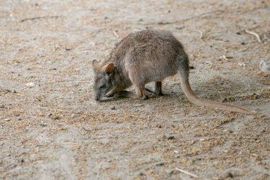 Doğanın arka planında bir kanguru resmi. Vahşi Hayvanlar.