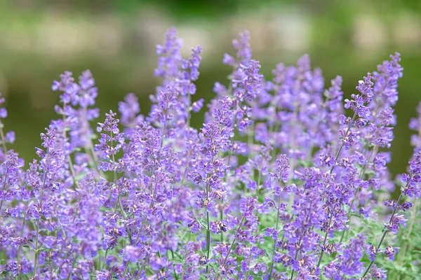 草原の紫色の花 — ストック写真