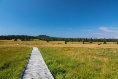 Çek Cumhuriyeti, Bozi Dar turba bataklığında ahşap yol. Yaz manzarası.