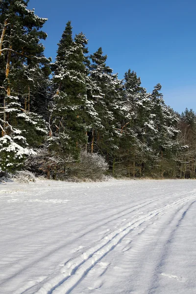 Wintry landscape with snowy trees — Stock Photo, Image