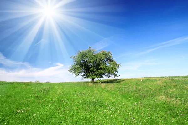 밭, 나무, 푸른 하늘 — 스톡 사진
