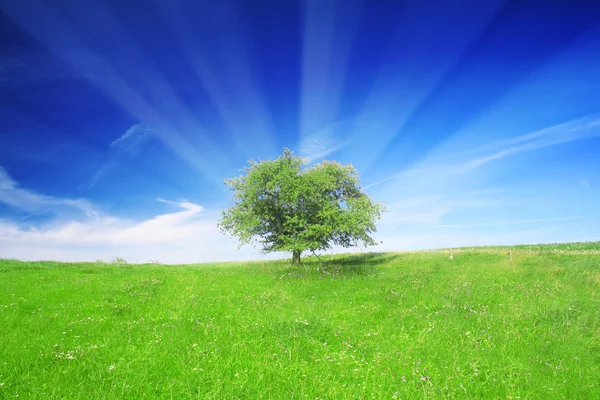 Campo, Árvore e Céu Azul — Fotografia de Stock