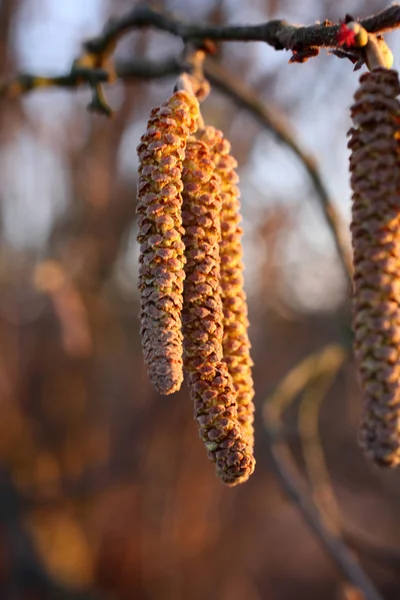 Kätzchen - männliche Haselnussblüten im Sonnenuntergang — Stockfoto