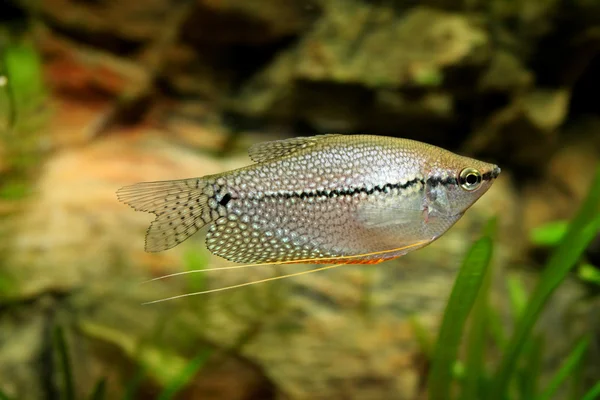 Gourami de diamante — Fotografia de Stock