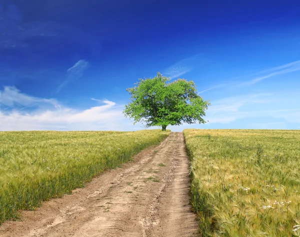 Поле, дерево, блакитне небо з шляхом — стокове фото