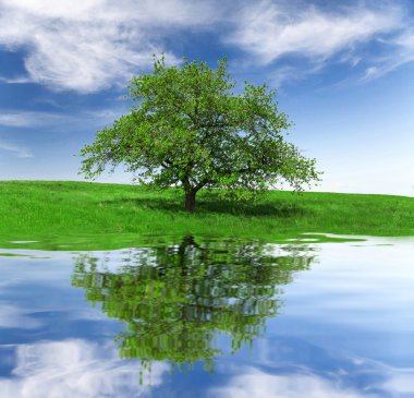 Tarla, ağaç ve mavi gökyüzü