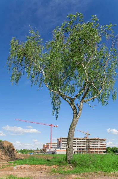 Björk och Halvfärdig byggnad, crane — Stockfoto