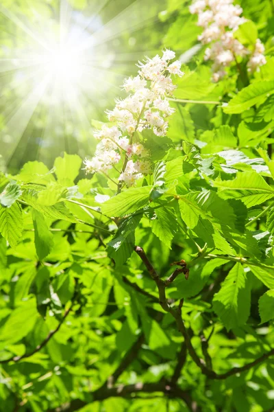 Flor de castaño con sol —  Fotos de Stock