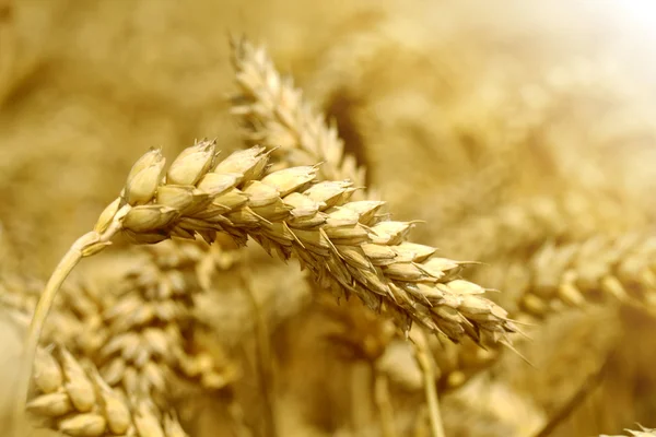 Wheat — Stock Photo, Image