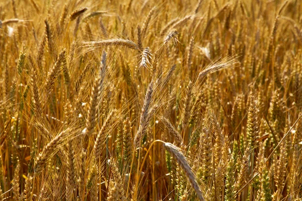 Wheat — Stock Photo, Image