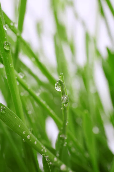 Hierba fresca con gotas de rocío de cerca —  Fotos de Stock