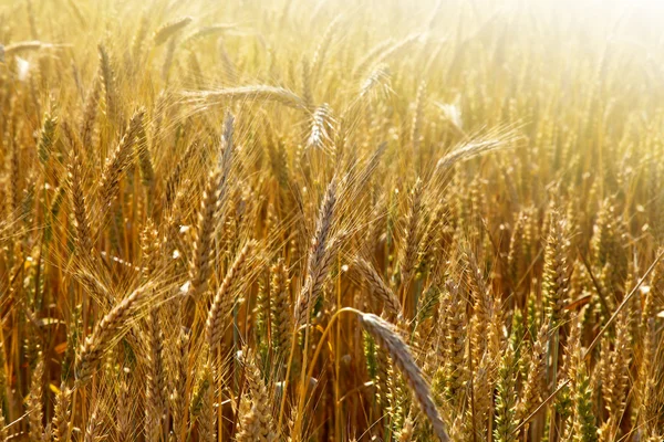 Wheat field, sunny day — Stock Photo, Image