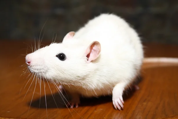 White rat — Stock Photo, Image