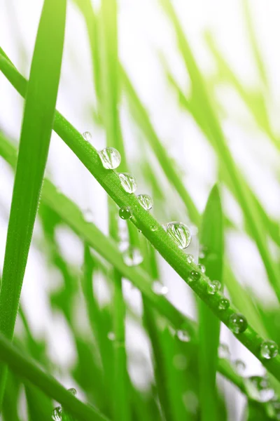 Hierba fresca con gotas de rocío de cerca —  Fotos de Stock