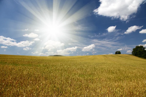 野の木と青い空と穀物 — ストック写真