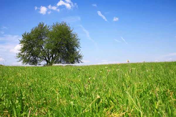 Campo, árvore e céu azul — Fotografia de Stock