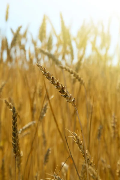 Campo di grano contro tramonto dorato — Foto Stock