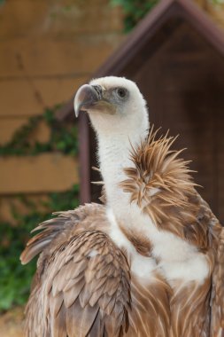 Kızıl akbaba, Gyps fulvus. Büyük bir eski Dünya akbabaları yırtıcı kuş ailesi türü olduğunu
