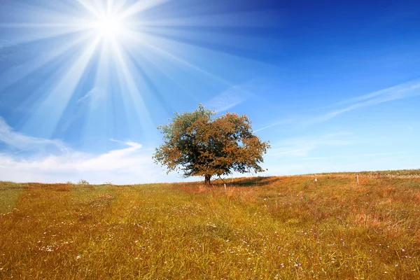 フィールド、木、太陽と青空 — ストック写真