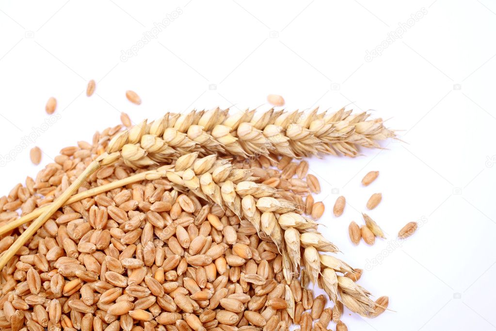 Wheat grains and cereals spike. Wheat isolated on white background.