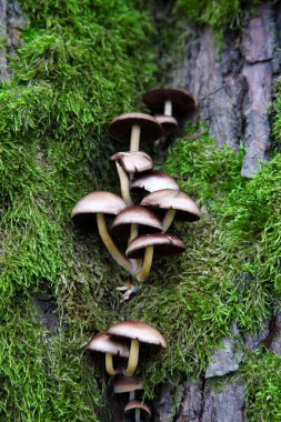 Ağaç ve mantar ile büyümüş kaya