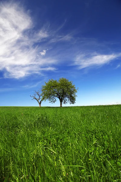 Campo, árvores, grama com céu azul — Fotografia de Stock