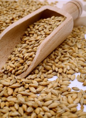 Buğday tahıl ve tahıl spike. Beyaz arka plan üzerinde izole buğday. Buğday kulakları - görüntü yakından